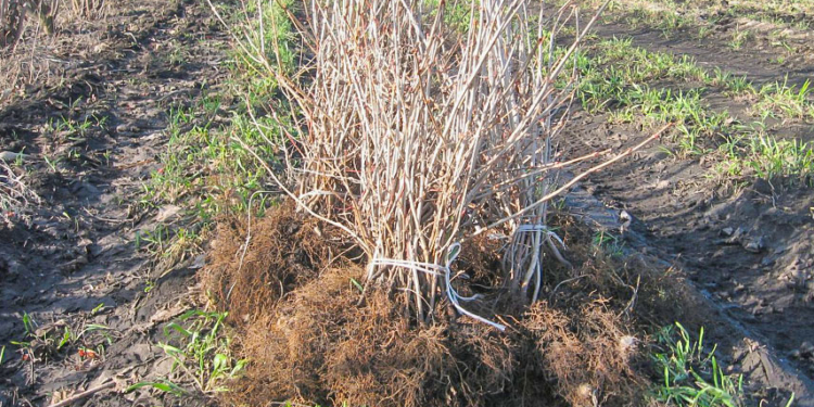 Николаевская ОГА купила 25 тысяч саженцев на программу “Миллиард деревьев”: самшит и розы, малину и  персик