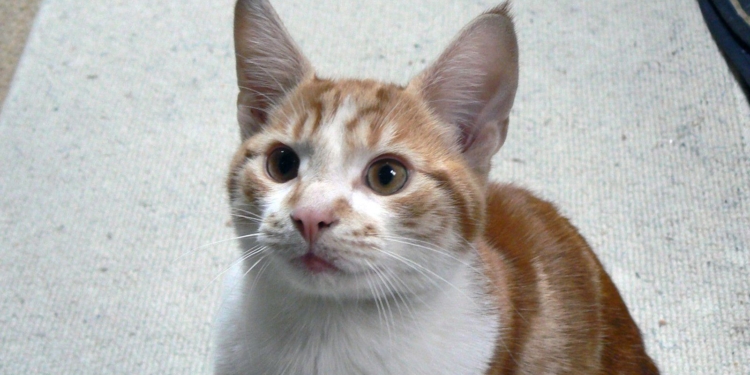 Пропавший с лодки кот вернулся к хозяевам спустя десять лет после исчезновения