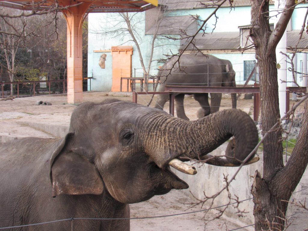 В Николаевском зоопарке слоны Динар и Шанти играют под осенним солнцем (ФОТО) 1