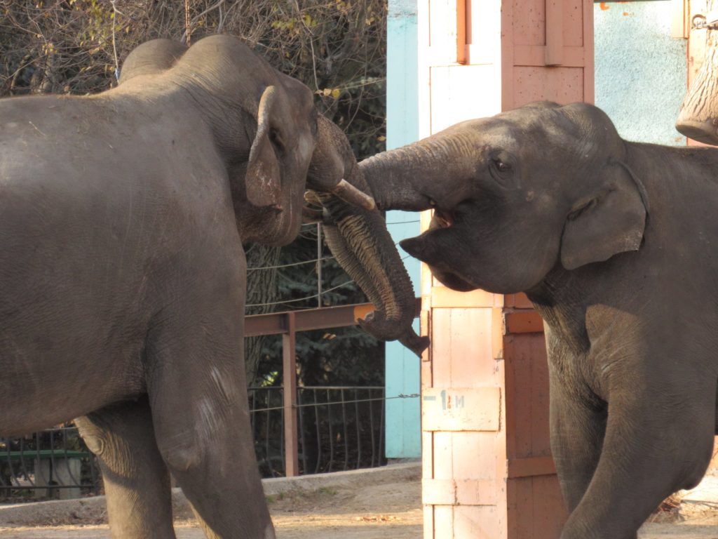 В Николаевском зоопарке слоны Динар и Шанти играют под осенним солнцем (ФОТО) 3