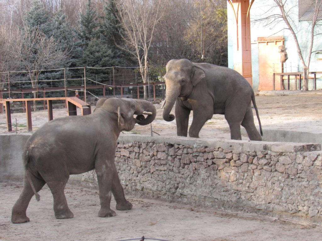 В Николаевском зоопарке слоны Динар и Шанти играют под осенним солнцем (ФОТО) 5