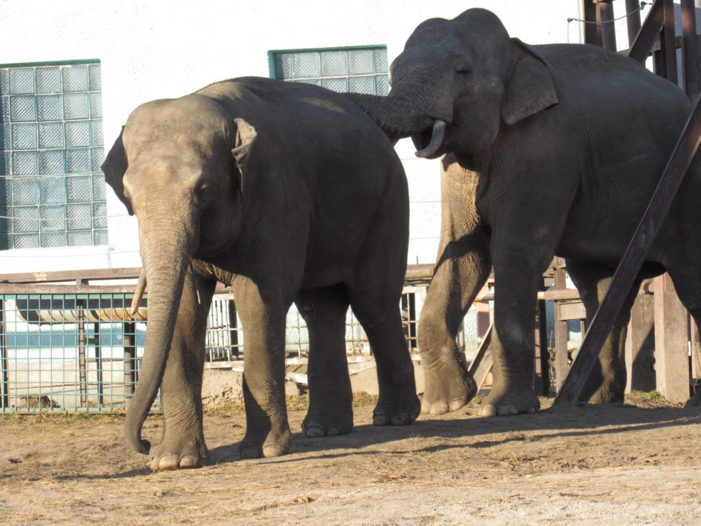 В Николаевском зоопарке слоны Динар и Шанти играют под осенним солнцем (ФОТО) 7