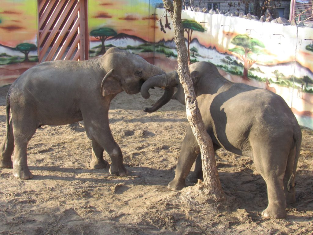 В Николаевском зоопарке слоны Динар и Шанти играют под осенним солнцем (ФОТО) 9
