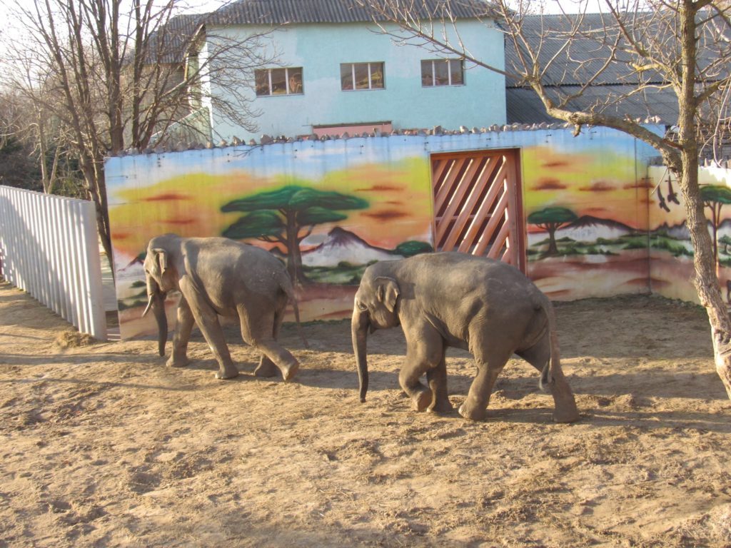 В Николаевском зоопарке слоны Динар и Шанти играют под осенним солнцем (ФОТО) 11