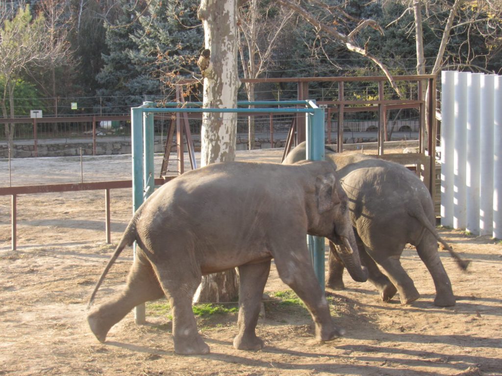В Николаевском зоопарке слоны Динар и Шанти играют под осенним солнцем (ФОТО) 13