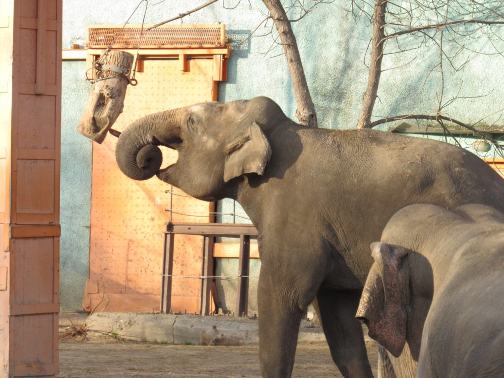 В Николаевском зоопарке слоны Динар и Шанти играют под осенним солнцем (ФОТО) 15