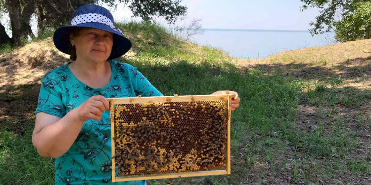 Учительница из Николаевской области восстанавливает украинскую породу пчел (ФОТО)