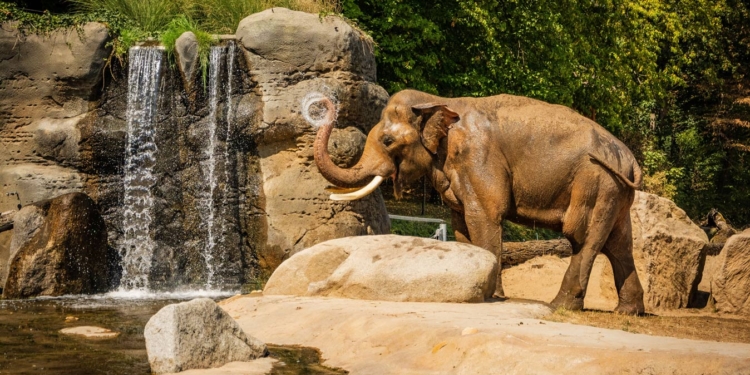 Во Франции открылся первый в Европе дом для престарелых слонов