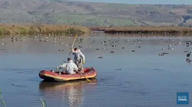 В Израиле от птичьего гриппа погибли 52 тысячи диких журавлей (ВИДЕО)