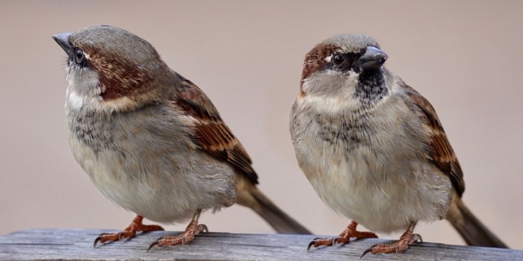 И даже воробьи: в Европе на пятую часть сократилось количество гнездящихся птиц