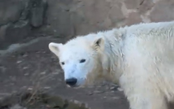 Белая, но не лебедь: в Николаевском зоопарке отмечают 4-летие медведицы Сметанки (ВИДЕО)