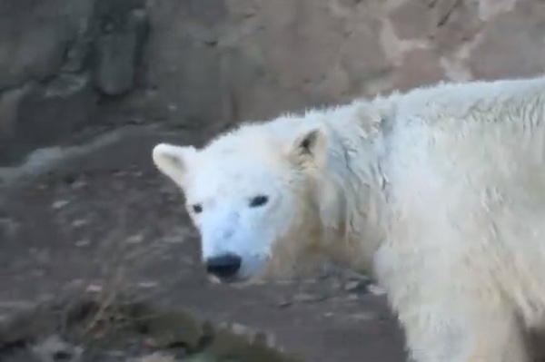 Белая, но не лебедь: в Николаевском зоопарке отмечают 4-летие медведицы Сметанки (ВИДЕО)