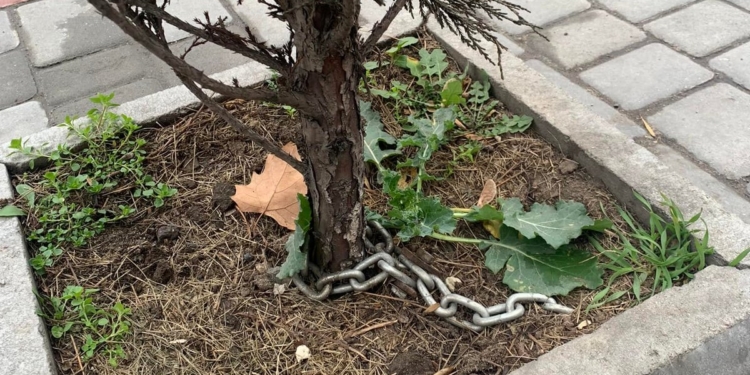 Николаевский университет посадил на цепь саженцы можжевельника (ФОТО)