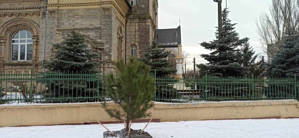 В Николаеве в рождественскую ночь срубили две сосны, только недавно высаженные у Кафедрального собора ПЦУ на Садовой (ФОТО) 4