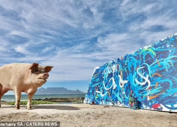 Свинья-художник Pigcasso продала абстрактную картину за рекордные 20 тыс. фунтов стерлингов (ФОТО, ВИДЕО)