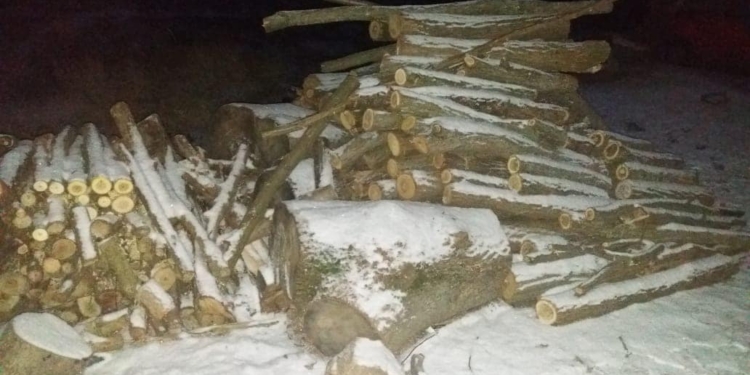 В Первомайском районе Николаевщины выявили группу «черных лесорубов» – они нарубили деревьев почти на 2 млн грн (ФОТО)