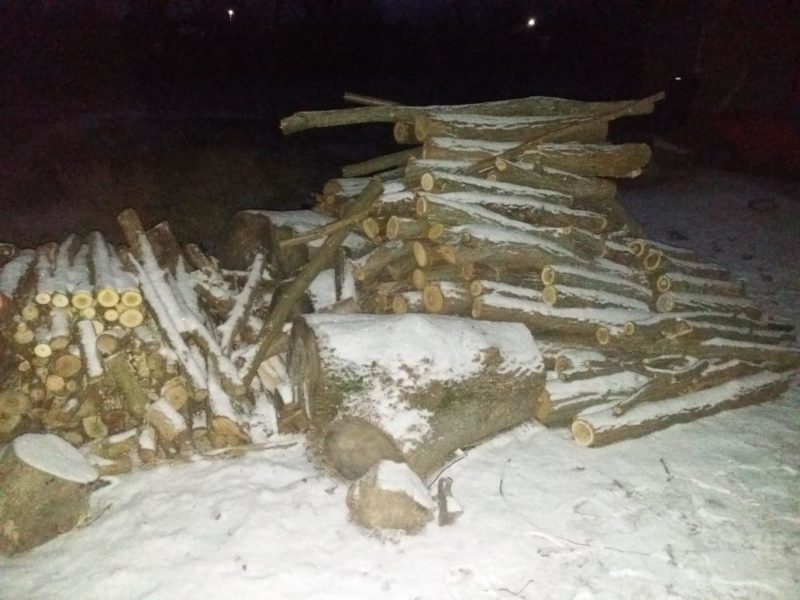 В Первомайском районе Николаевщины выявили группу «черных лесорубов» – они нарубили деревьев почти на 2 млн грн (ФОТО)