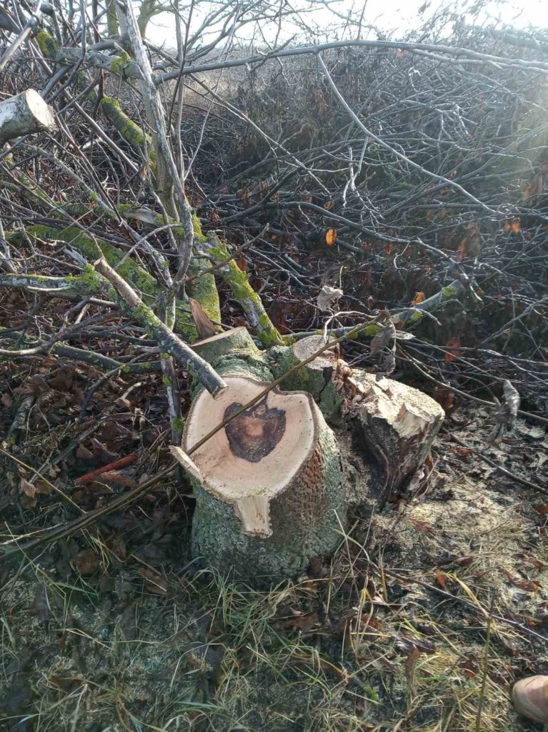 В Первомайском районе Николаевщины неизвестные срубили 14 орехов (ФОТО) 4