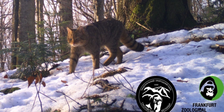 В Карпатах заметили редкую кошку, краснокнижную (ФОТО)