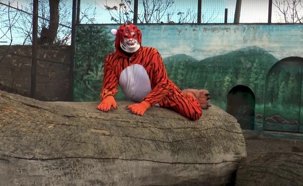 Директор одесского зоопарка переоделся в тигра и хватал посетительниц  (ВИДЕО)