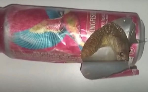 В Индии голова кобры застряла в пивной банке. Как спасали змею (ВИДЕО)