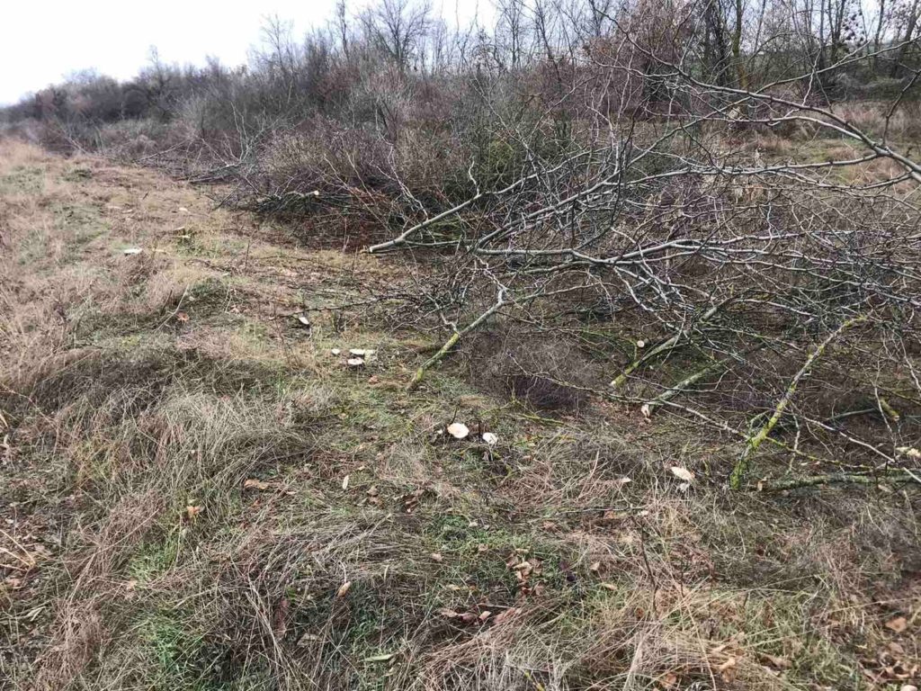 В Николаевской области в лесополосе незаконно вырубили 601 дерево (ФОТО) 6