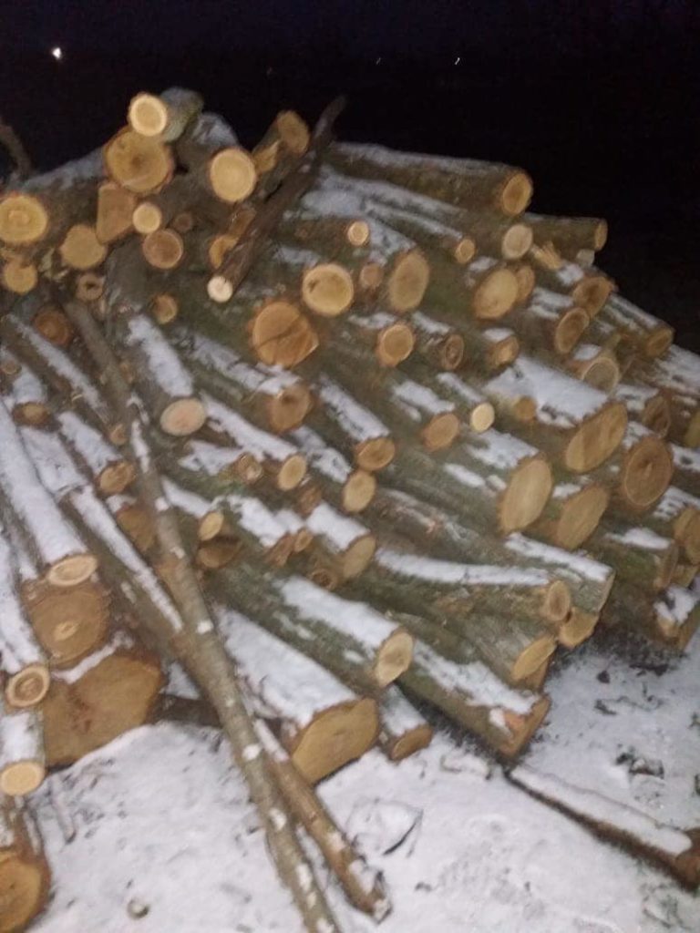 В Первомайском районе Николаевщины выявили группу «черных лесорубов» - они нарубили деревьев почти на 2 млн грн (ФОТО) 5
