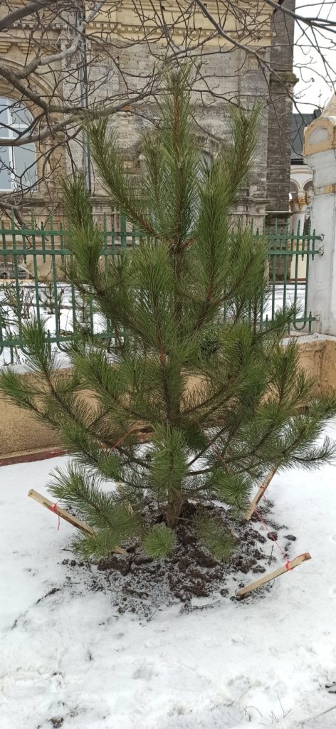 В Николаеве в рождественскую ночь срубили две сосны, только недавно высаженные у Кафедрального собора ПЦУ на Садовой (ФОТО) 6