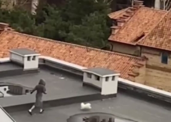 В Одессе мужчина решил выгулять собаку на крыше, но что-то пошло не так (ВИДЕО)