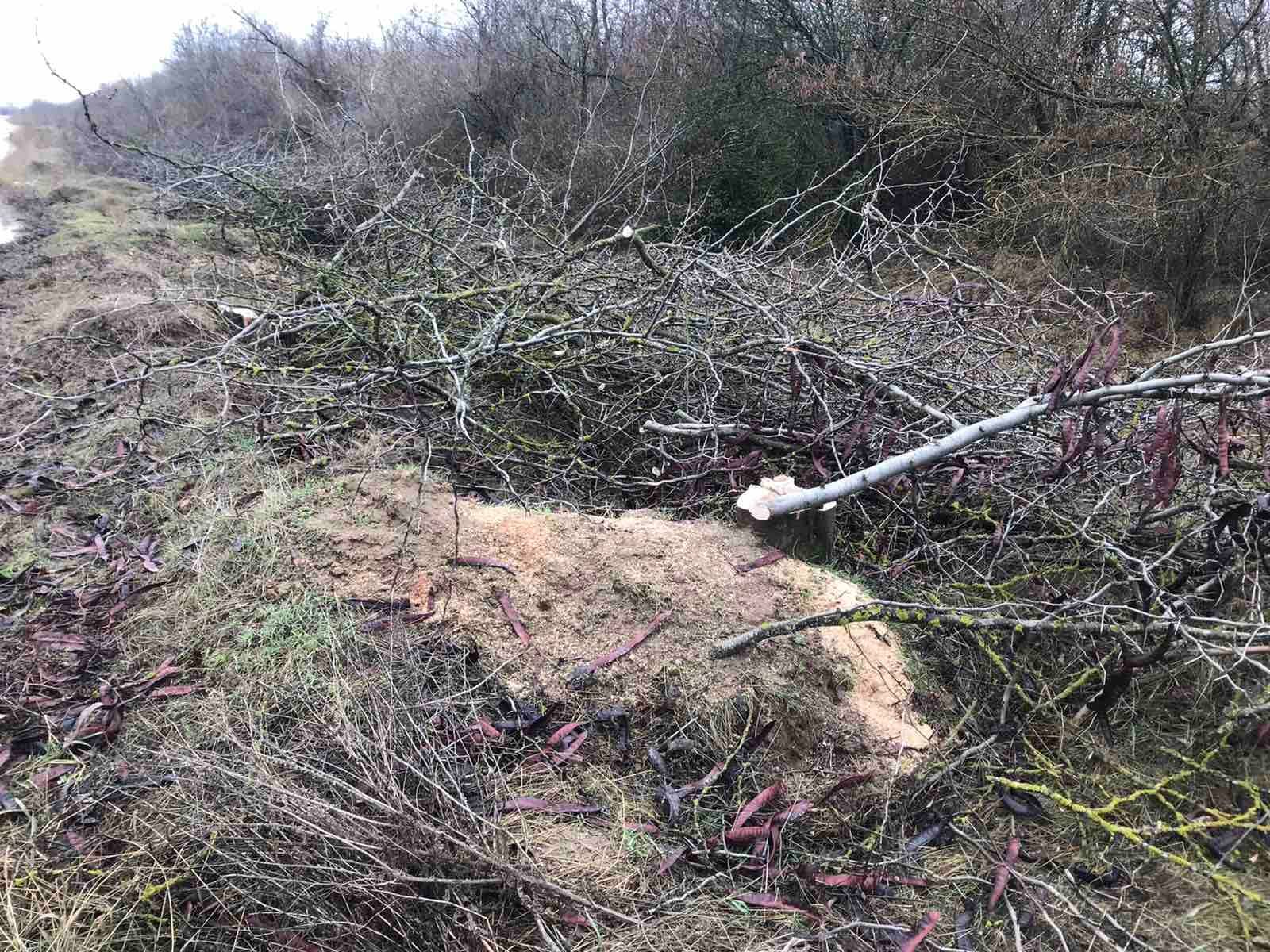 В Николаевской области в лесополосе незаконно вырубили 601 дерево (ФОТО)