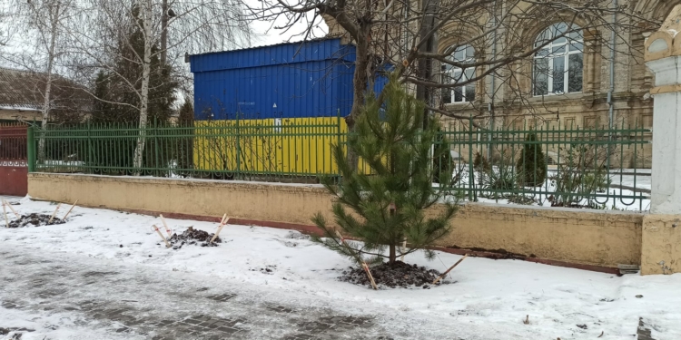 В Николаеве в рождественскую ночь срубили две сосны, только недавно высаженные у Кафедрального собора ПЦУ на Садовой (ФОТО)