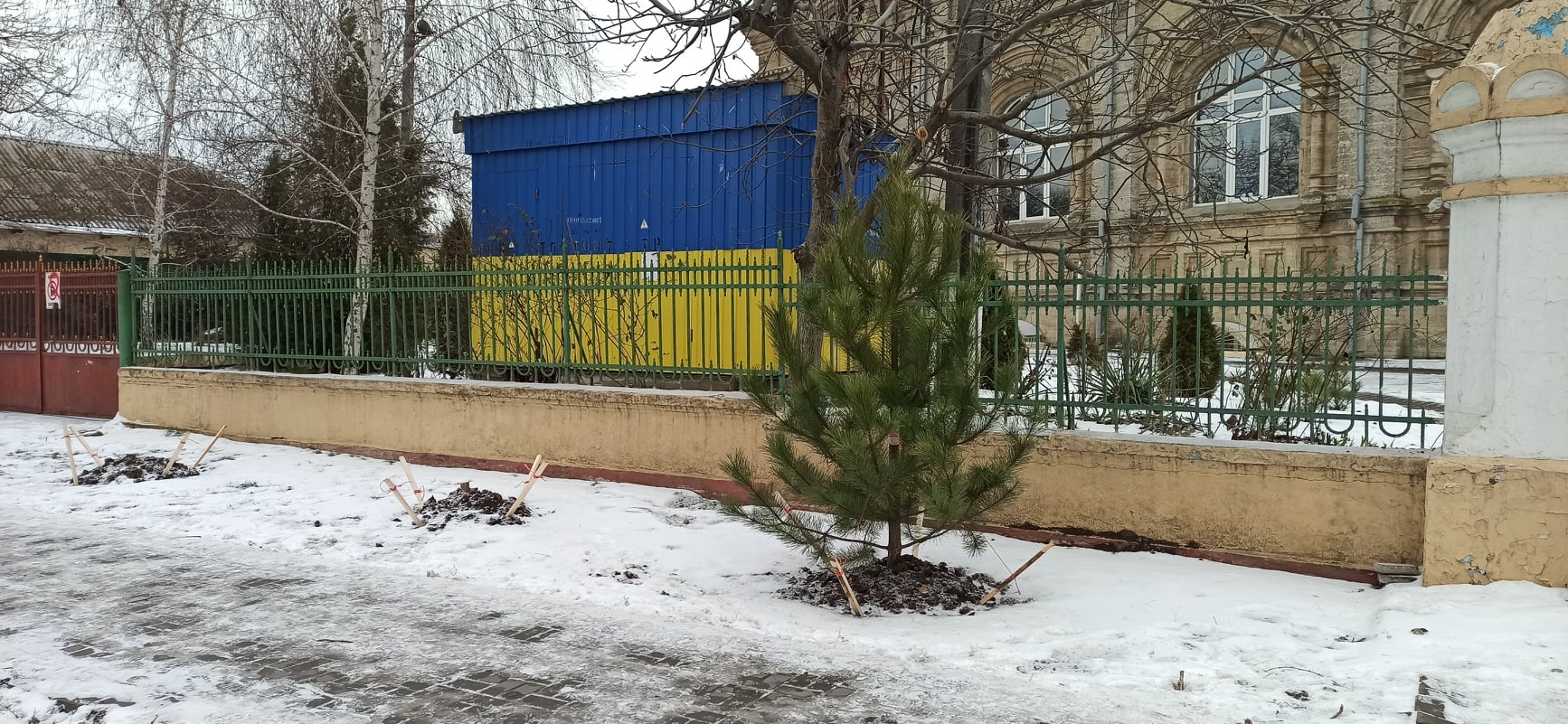 В Николаеве в рождественскую ночь срубили две сосны, только недавно высаженные у Кафедрального собора ПЦУ на Садовой (ФОТО)