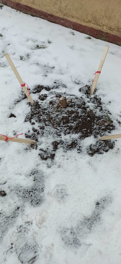 В Николаеве в рождественскую ночь срубили две сосны, только недавно высаженные у Кафедрального собора ПЦУ на Садовой (ФОТО) 12