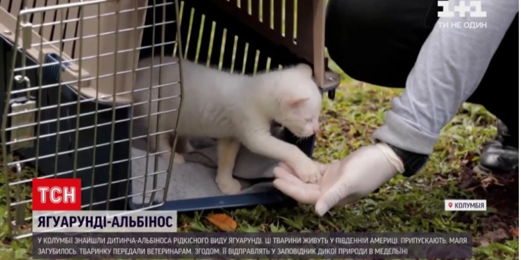 В Колумбии спасли детеныша-альбиноса редчайшей кошки ягуарунди (ФОТО, ВИДЕО)