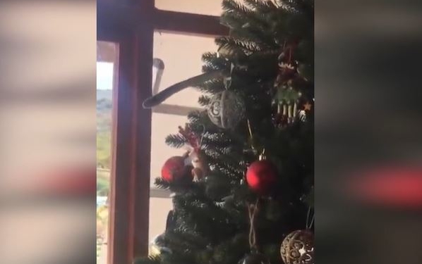 Сюрприз. В ЮАР ядовитая змея спряталась в игрушках на новогодней елке (ВИДЕО)