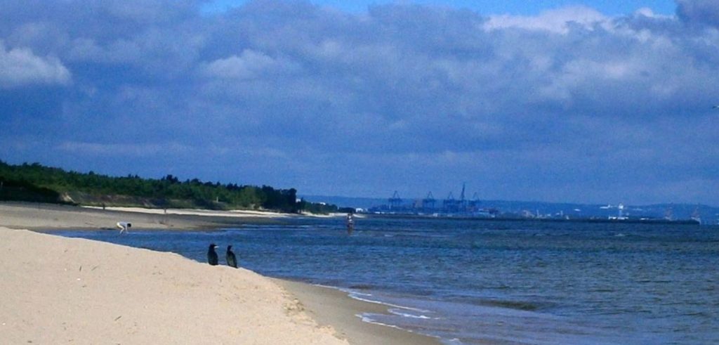 В Польше задержали сухогруз РФ с пьяным экипажем - судно чуть не врезалось в пляж 1
