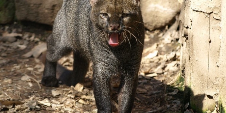 В Колумбии спасли детеныша-альбиноса редчайшей кошки ягуарунди (ФОТО, ВИДЕО)