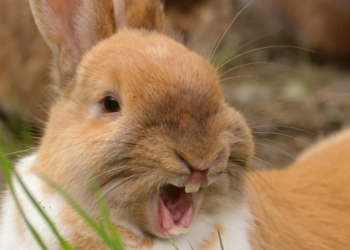 В Австралии наняли стрелков для защиты парламента от нашествия кроликов