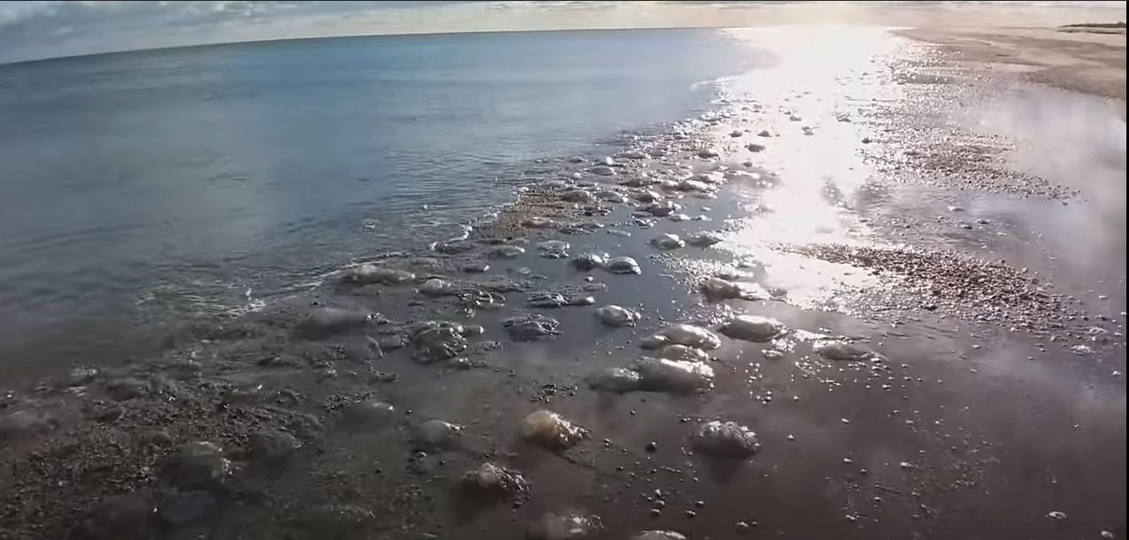 Побережье возле Одессы захватили огромные медузы (ВИДЕО)