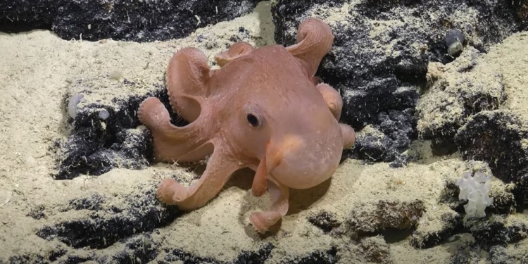 Неизвестная жизнь в океанских глубинах. Ученые показали потрясающее видео (ВИДЕО)