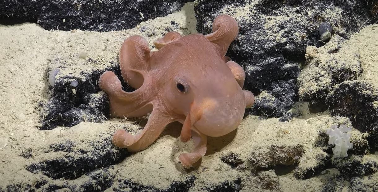 Неизвестная жизнь в океанских глубинах. Ученые показали потрясающее видео (ВИДЕО)