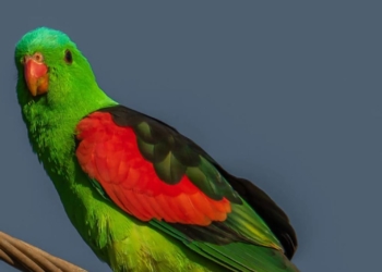 В Австралии пьяные краснокрылые попугаи терроризируют жителей (ФОТО)