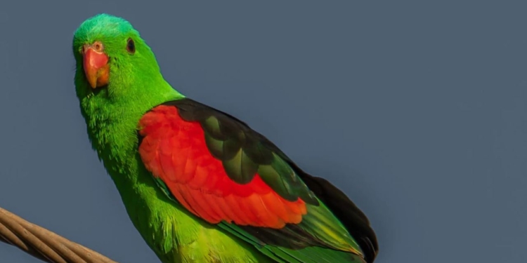 В Австралии пьяные краснокрылые попугаи терроризируют жителей (ФОТО)