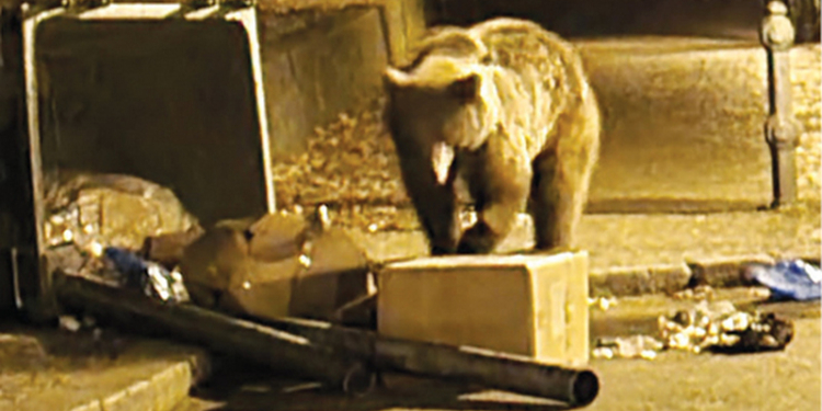 В Румынии на украинских туристов напала медведица (ФОТО)