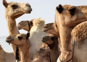 В Саудовской Аравии 40 верблюдов не допустили на конкурс красоты – им вкололи ботокс