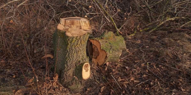 В Первомайском районе Николаевщины неизвестные срубили 14 орехов (ФОТО)