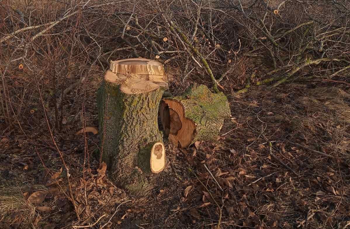 В Первомайском районе Николаевщины неизвестные срубили 14 орехов (ФОТО)