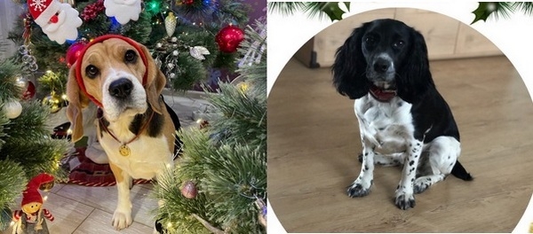 Итоги года, говорите? В Николаевской таможне рассказали об успехах четвероногих помощников – Марси и Спарты (ФОТО)