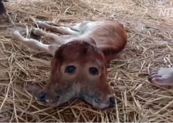 Тёлка с двумя головами родилась в штате Трипура на северо-востоке Индии (ВИДЕО)