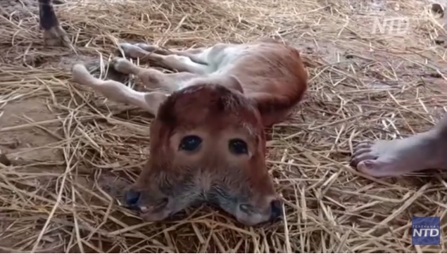 Тёлка с двумя головами родилась в штате Трипура на северо-востоке Индии (ВИДЕО)